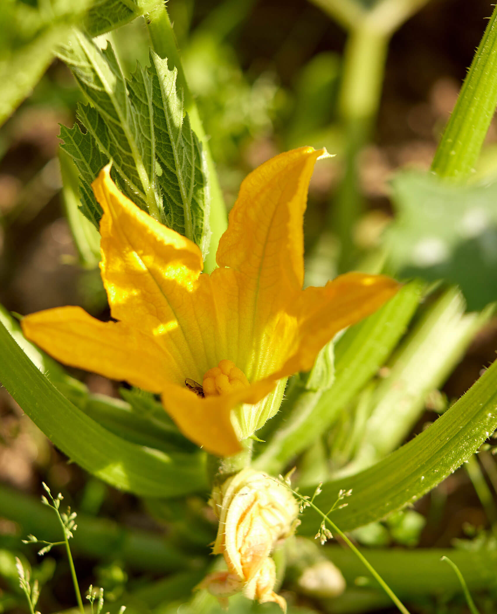 Eine leuchtend gelbe Kürbisblüte, umgeben von grünen Blättern im Sonnenlicht. - Hotel Magdalenahof