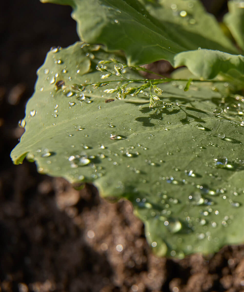 Nahaufnahme eines grünen Blattes mit Wassertropfen, das im Sonnenlicht auf dem Boden liegt. - Hotel Magdalenahof
