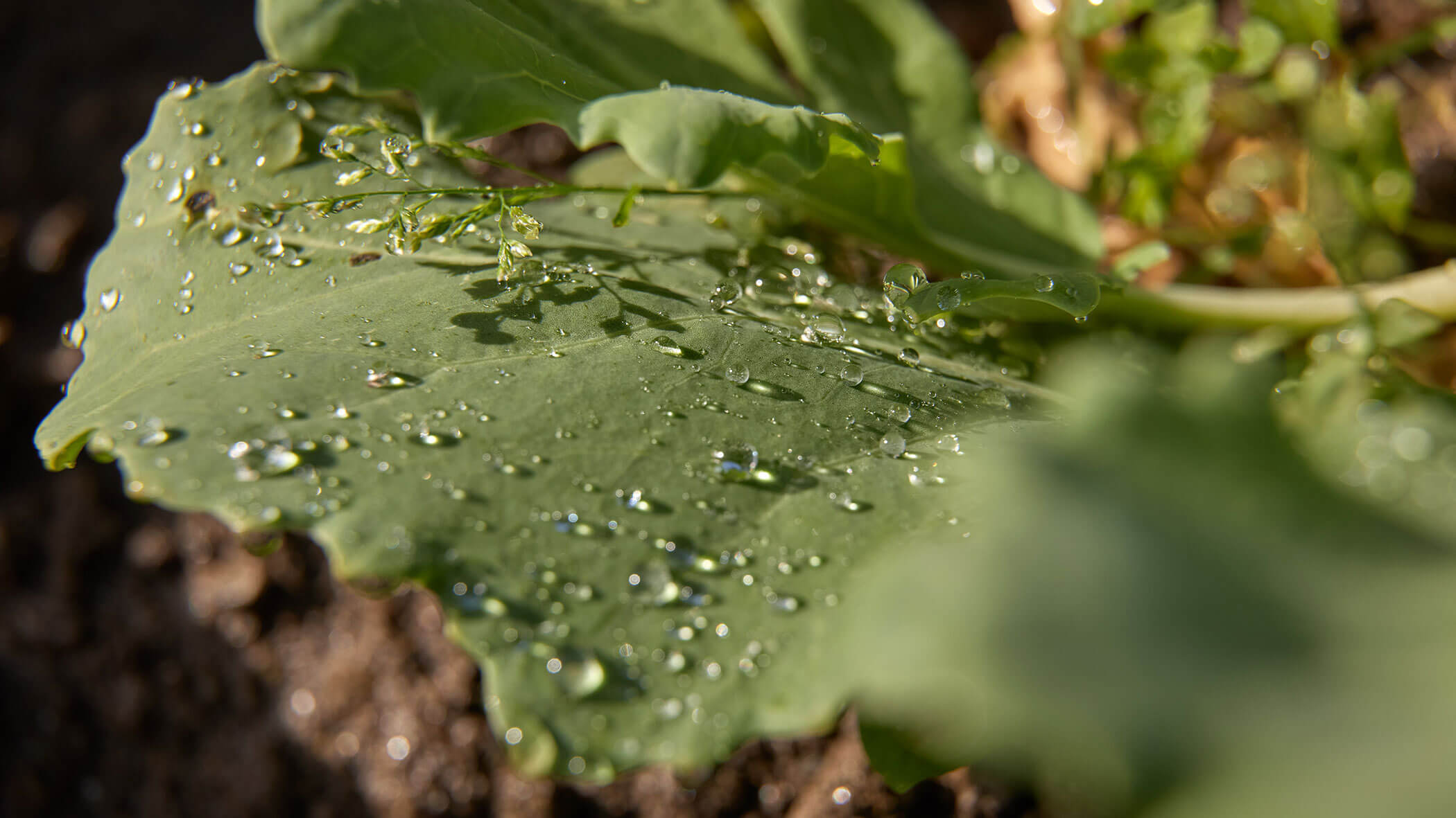 Nahaufnahme eines grünen Blattes mit Wassertropfen auf der Oberfläche, das im Sonnenlicht auf dem Boden liegt. - Hotel Magdalenahof