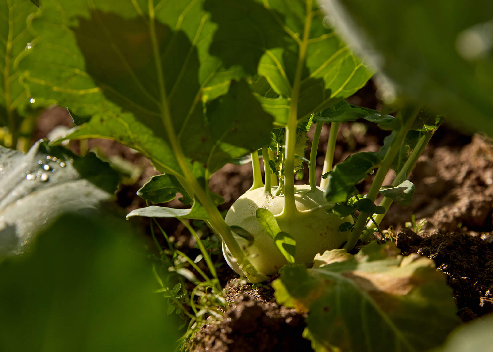 A kohlrabi plant with green leaves growing in soil, sunlight shining on its round stem. - Hotel Magdalenahof